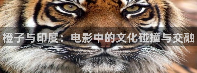 秋霞电影网观看：橙子与印度：电影中的文化碰撞与交融