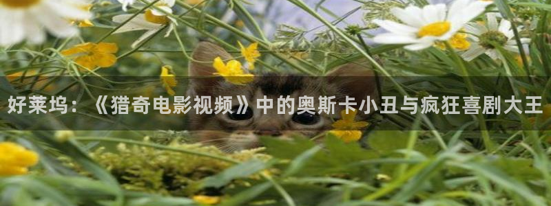 秋霞日韩鲁丝片：好莱坞：《猎奇电影视频》中的奥斯卡小丑与疯狂喜剧大王